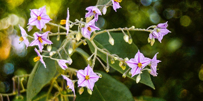 Hepatite e cirrose transmissao Jurubeba